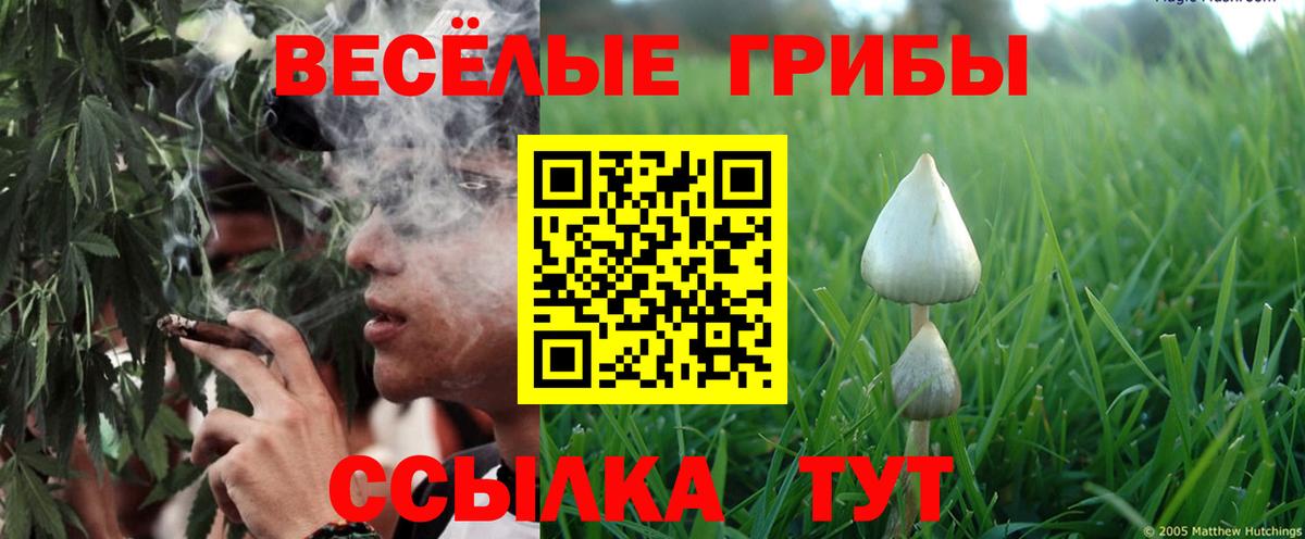 Псилоцибиновые грибы Psilocybe Удомля